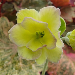 Primula Auricula 'Forest Clown'